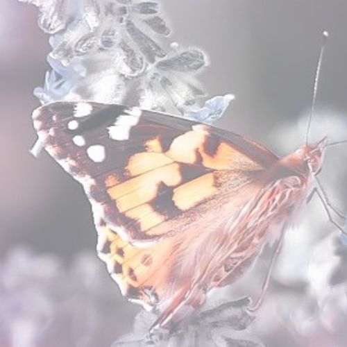 Webshop 500x500